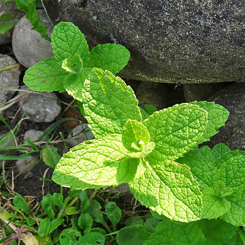 Ährige Minze / Mentha spicata aggr.