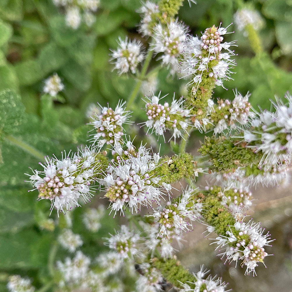 Rundblättrige Minze / Mentha suaveolens