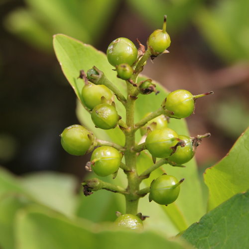 Fieberklee / Menyanthes trifoliata