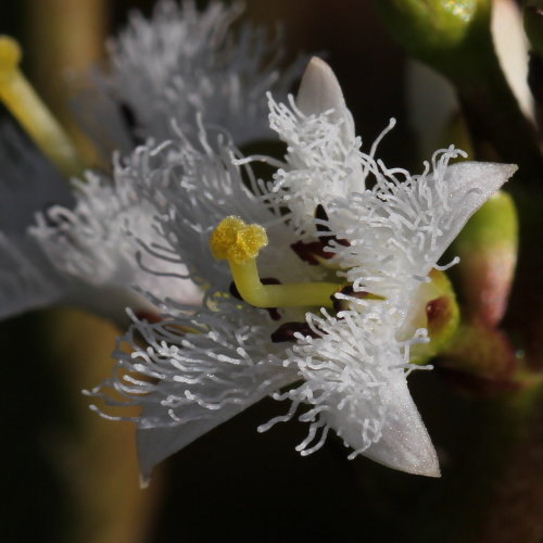 Fieberklee / Menyanthes trifoliata