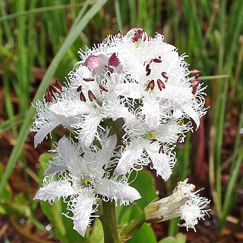 Fieberklee / Menyanthes trifoliata