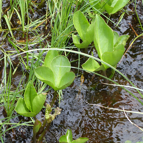 Fieberklee / Menyanthes trifoliata