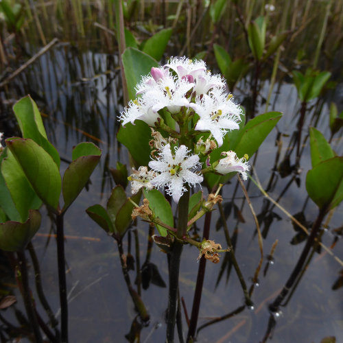 Fieberklee / Menyanthes trifoliata