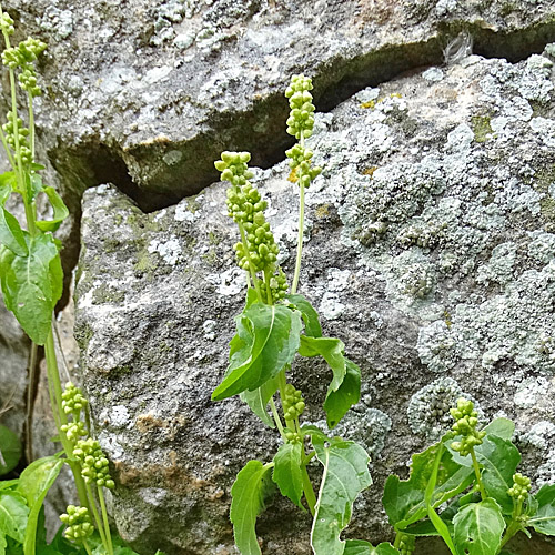 Einjähriges Bingelkraut / Mercurialis annua