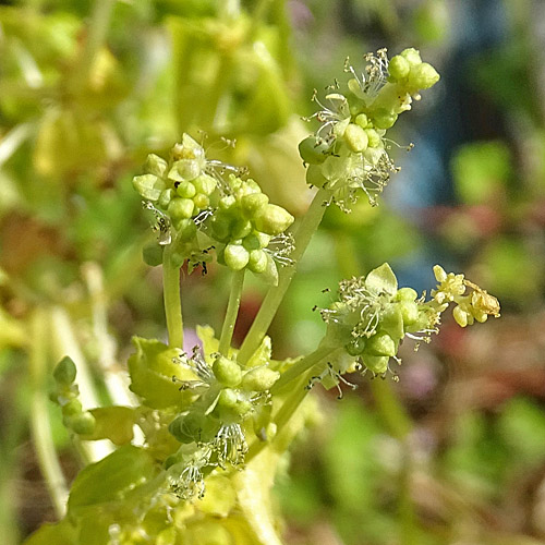 Einjähriges Bingelkraut / Mercurialis annua