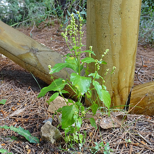 Einjähriges Bingelkraut / Mercurialis annua