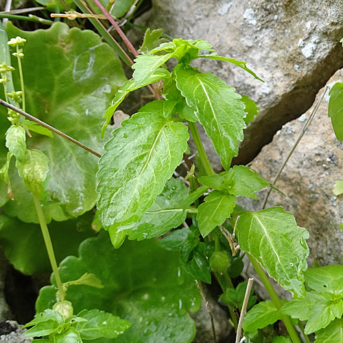 Einjähriges Bingelkraut / Mercurialis annua