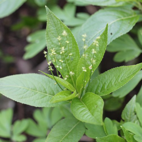 Wald-Bingelkraut / Mercurialis perennis