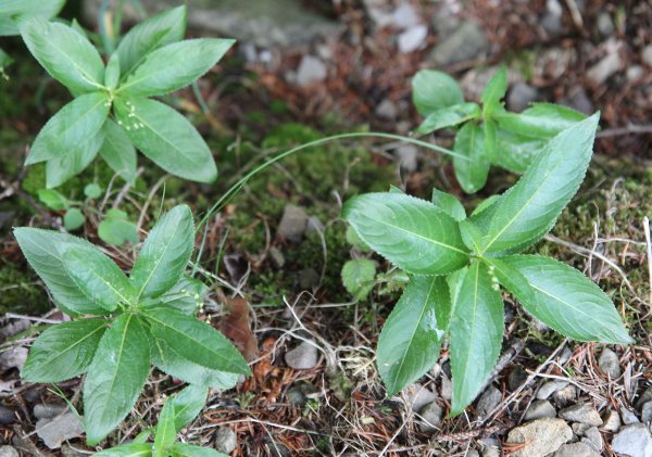 Wald-Bingelkraut / Mercurialis perennis