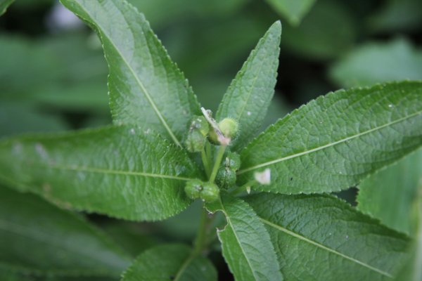 Wald-Bingelkraut / Mercurialis perennis