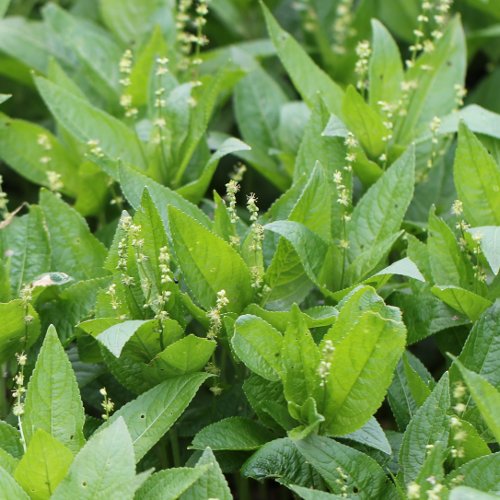 Wald-Bingelkraut / Mercurialis perennis