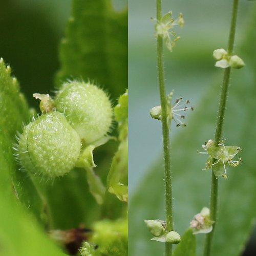 Wald-Bingelkraut / Mercurialis perennis