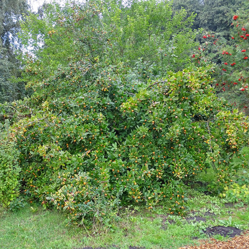 Echte Mispel / Mespilus germanica