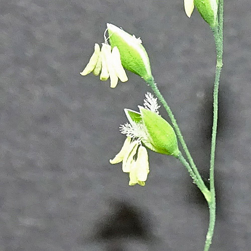 Waldhirse / Milium effusum