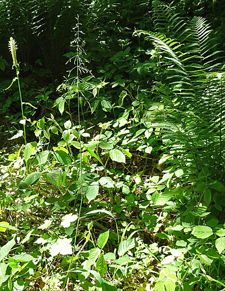 Waldhirse / Milium effusum