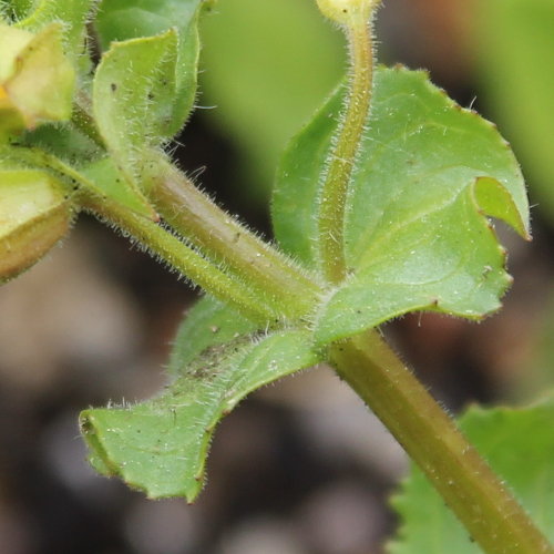 Gefleckte Gauklerblume / Mimulus guttatus