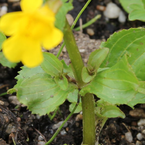 Gefleckte Gauklerblume / Mimulus guttatus