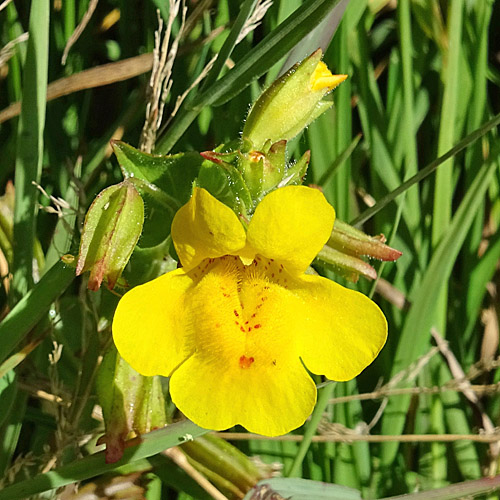 Gefleckte Gauklerblume / Mimulus guttatus