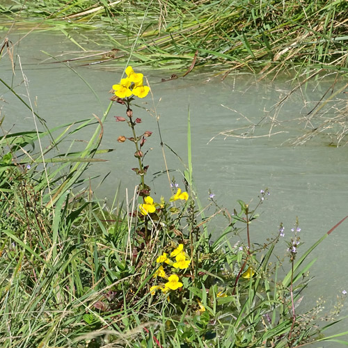 Gefleckte Gauklerblume / Mimulus guttatus