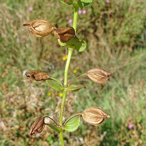 Gefleckte Gauklerblume / Mimulus guttatus