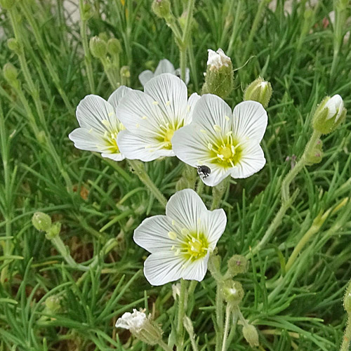 Feinblättrige Miere / Minuartia capillacea