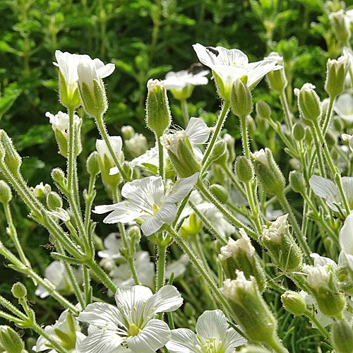 Feinblättrige Miere / Minuartia capillacea