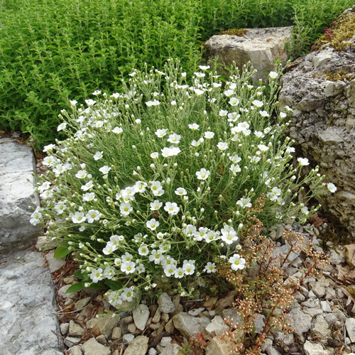 Feinblättrige Miere / Minuartia capillacea