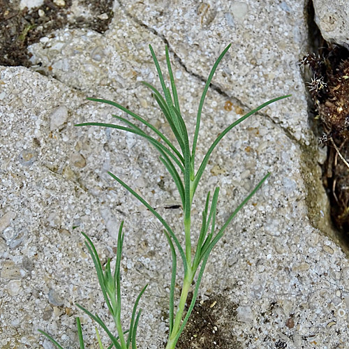 Feinblättrige Miere / Minuartia capillacea