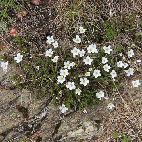 Lärchenblättrige Miere / Minuartia laricifolia