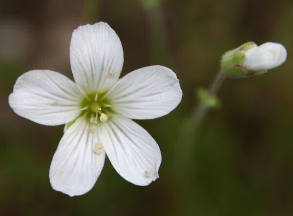 Lärchenblättrige Miere / Minuartia laricifolia