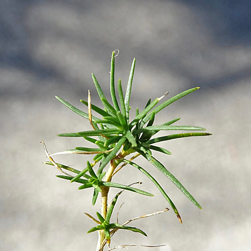 Lärchenblättrige Miere / Minuartia laricifolia