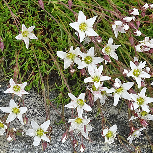 Krummblättrige Miere / Minuartia recurva