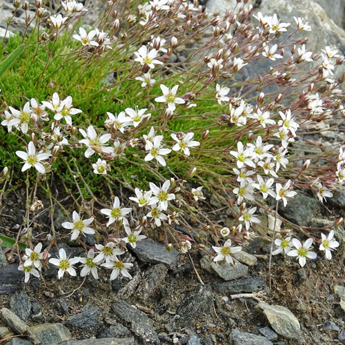 Krummblättrige Miere / Minuartia recurva