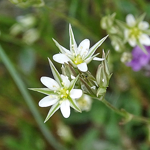 Geschnäbelte Miere / Minuartia rostrata