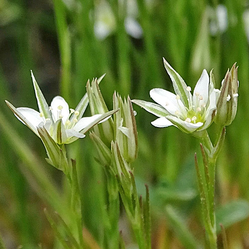 Geschnäbelte Miere / Minuartia rostrata