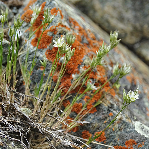 Geschnäbelte Miere / Minuartia rostrata