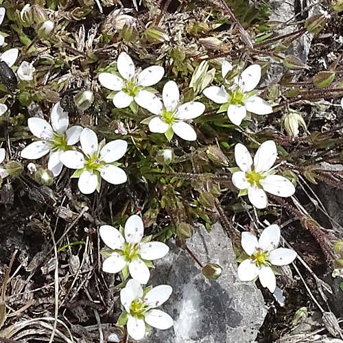 Frühlings-Miere / Minuartia verna