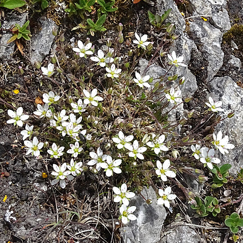 Frühlings-Miere / Minuartia verna