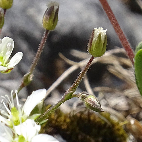 Frühlings-Miere / Minuartia verna