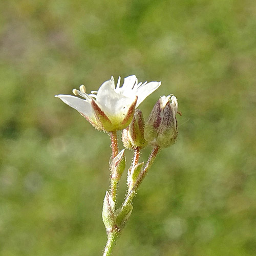 Frühlings-Miere / Minuartia verna