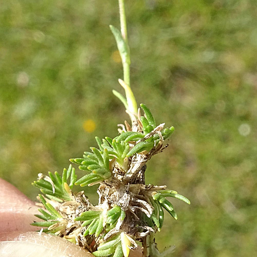 Frühlings-Miere / Minuartia verna