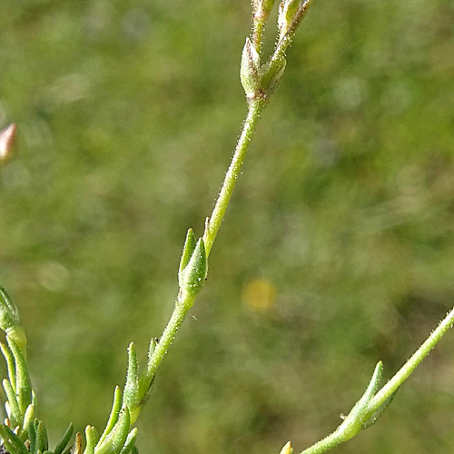 Frühlings-Miere / Minuartia verna