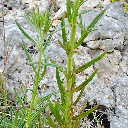 Feld-Löwenmaul / Misopates orontium