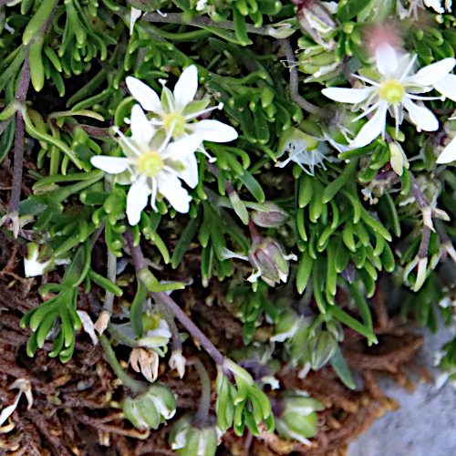 Bewimperte Nabelmiere / Moehringia ciliata