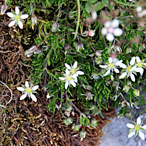 Bewimperte Nabelmiere / Moehringia ciliata