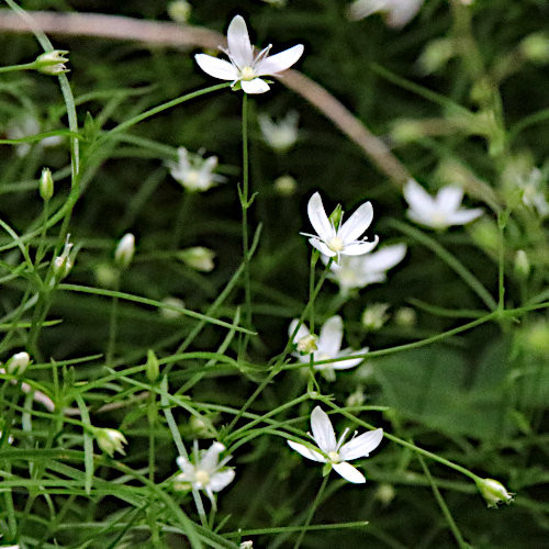 Moos-Nabelmiere / Moehringia muscosa