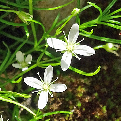 Moos-Nabelmiere / Moehringia muscosa