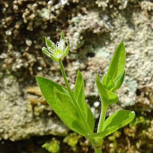 Dreinervige Nabelmiere / Moehringia trinervia