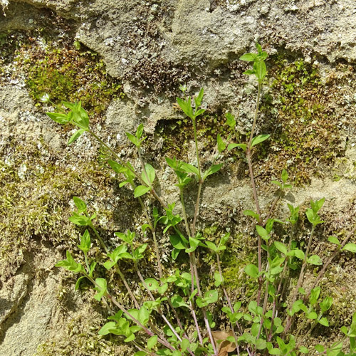 Dreinervige Nabelmiere / Moehringia trinervia