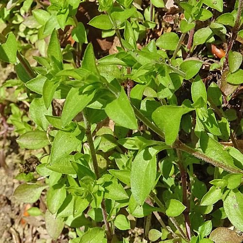 Dreinervige Nabelmiere / Moehringia trinervia